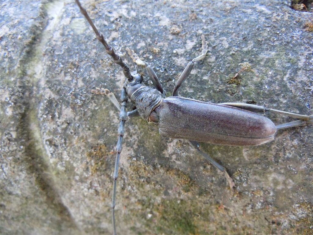 Enorme Cerambycidae - Cerambyx welensii